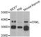 CRK Like Proto-Oncogene, Adaptor Protein antibody, abx007367, Abbexa, Western Blot image 
