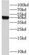 Steap antibody, FNab08316, FineTest, Western Blot image 