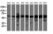 Akt antibody, LS-C173712, Lifespan Biosciences, Western Blot image 