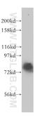 RecQ Mediated Genome Instability 1 antibody, 14630-1-AP, Proteintech Group, Western Blot image 