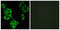 Uncharacterized aarF domain-containing protein kinase 4 antibody, LS-C119206, Lifespan Biosciences, Immunofluorescence image 