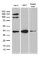 Translocase Of Outer Mitochondrial Membrane 40 antibody, M03166-1, Boster Biological Technology, Western Blot image 