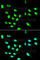 Fc Fragment Of IgG Receptor IIa antibody, A1388, ABclonal Technology, Immunofluorescence image 