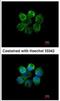 Serine/threonine-protein kinase 3 antibody, NBP1-32313, Novus Biologicals, Immunofluorescence image 