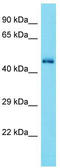 Cyclin Dependent Kinase 15 antibody, TA330719, Origene, Western Blot image 