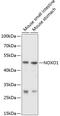 NADPH oxidase organizer 1 antibody, 13-675, ProSci, Western Blot image 