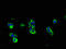 Mucin 1, Cell Surface Associated antibody, A52829-100, Epigentek, Immunofluorescence image 