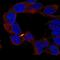 APC Regulator Of WNT Signaling Pathway 2 antibody, HPA078002, Atlas Antibodies, Immunocytochemistry image 