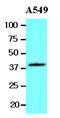 Protein Wnt-3a antibody, AM09053PU-N, Origene, Western Blot image 