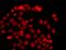Myeloid Leukemia Factor 1 antibody, orb373917, Biorbyt, Immunofluorescence image 