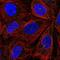 ITPRIP Like 2 antibody, NBP2-58997, Novus Biologicals, Immunofluorescence image 