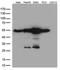 Calreticulin antibody, LS-C793210, Lifespan Biosciences, Western Blot image 