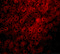 Probable JmjC domain-containing histone demethylation protein 2C antibody, 5371, ProSci, Immunofluorescence image 