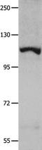 Insulin Degrading Enzyme antibody, TA323993, Origene, Western Blot image 