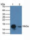 Cytidine deaminase antibody, LS-C372966, Lifespan Biosciences, Western Blot image 
