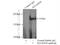 Meiosis Regulator And MRNA Stability Factor 1 antibody, 25233-1-AP, Proteintech Group, Immunoprecipitation image 