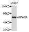 Peroxisome Proliferator Activated Receptor Alpha antibody, abx127112, Abbexa, Western Blot image 