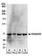 Pumilio RNA Binding Family Member 3 antibody, A303-897A, Bethyl Labs, Western Blot image 