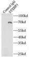 Syntaxin Binding Protein 3 antibody, FNab08362, FineTest, Immunoprecipitation image 