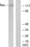 Ret Proto-Oncogene antibody, LS-C118241, Lifespan Biosciences, Western Blot image 