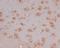 Heat Shock Protein Family A (Hsp70) Member 12A antibody, M13632, Boster Biological Technology, Immunohistochemistry frozen image 