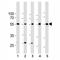 ALK3 antibody, F47727-0.4ML, NSJ Bioreagents, Flow Cytometry image 
