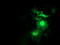 Synaptosome Associated Protein 25 antibody, TA502838, Origene, Immunofluorescence image 