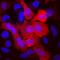 Aldehyde Dehydrogenase 3 Family Member A1 antibody, AF6705, R&D Systems, Immunofluorescence image 