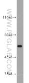 Membrane Palmitoylated Protein 6 antibody, 11575-1-AP, Proteintech Group, Western Blot image 