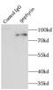Gephyrin antibody, FNab03425, FineTest, Immunoprecipitation image 