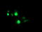 Proteasome Subunit Beta 7 antibody, LS-C787108, Lifespan Biosciences, Immunofluorescence image 