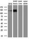 Protocadherin 7 antibody, M09495-1, Boster Biological Technology, Western Blot image 