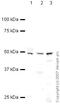 Flotillin 1 antibody, ab41927, Abcam, Western Blot image 