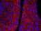 CAD protein antibody, IHC-00280, Bethyl Labs, Immunofluorescence image 