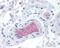 Complement factor I antibody, 48-771, ProSci, Immunohistochemistry frozen image 