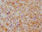 Hepcidin Antimicrobial Peptide antibody, CSB-RA010124A0HU, Cusabio, Immunohistochemistry frozen image 