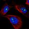 G Protein Nucleolar 2 antibody, HPA060026, Atlas Antibodies, Immunofluorescence image 
