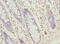 SEC61 Translocon Gamma Subunit antibody, abx210206, Abbexa, Immunohistochemistry paraffin image 