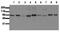 ShcA antibody, AM00143PU-N, Origene, Western Blot image 