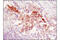 DRG1 antibody, 9485T, Cell Signaling Technology, Immunohistochemistry paraffin image 
