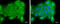 Phosphatidylinositol 4-Kinase Alpha antibody, GTX107441, GeneTex, Immunofluorescence image 
