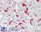 ATP Synthase Membrane Subunit C Locus 2 antibody, LS-B8545, Lifespan Biosciences, Immunohistochemistry paraffin image 