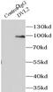 Segment polarity protein dishevelled homolog DVL-2 antibody, FNab02573, FineTest, Immunoprecipitation image 