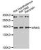 Serine/threonine-protein kinase WNK3 antibody, TA332774, Origene, Western Blot image 
