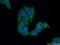 3'(2'), 5'-Bisphosphate Nucleotidase 1 antibody, 16461-1-AP, Proteintech Group, Immunofluorescence image 