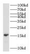TNF Receptor Superfamily Member 25 antibody, FNab02528, FineTest, Western Blot image 