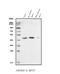 Myostatin antibody, A00926-2, Boster Biological Technology, Western Blot image 