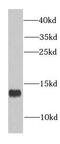 Cytochrome C Oxidase Subunit 5A antibody, FNab01900, FineTest, Western Blot image 