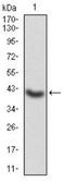 Protein ALEX antibody, NBP2-52476, Novus Biologicals, Western Blot image 