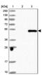 Tripartite Motif Containing 23 antibody, PA5-58853, Invitrogen Antibodies, Western Blot image 